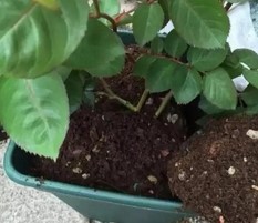 养花技巧和方法 给花施肥的正确方法